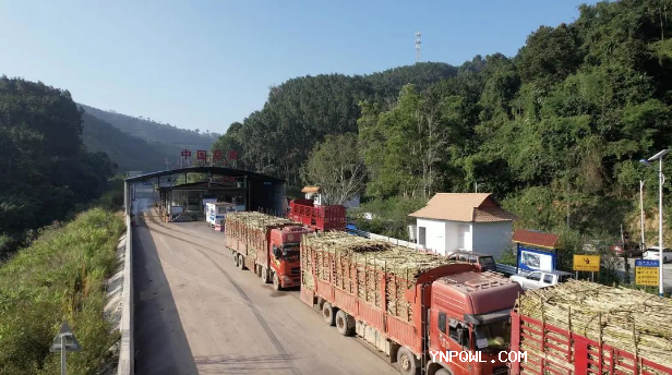 中老兩國榨季甘蔗跨境運輸正式開啟!