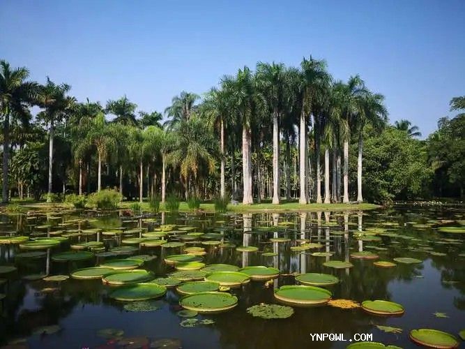 中老鐵路在推動旅游發展方面發揮了重要作用