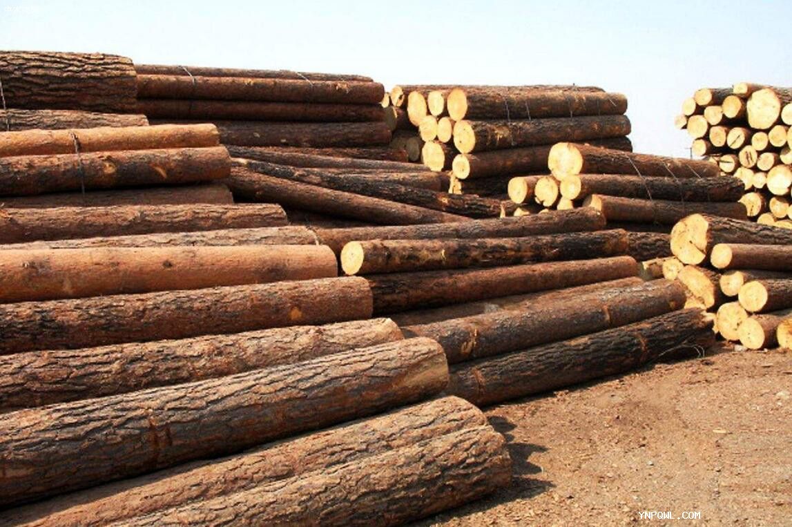 中老鐵路進口木材一些報關流程