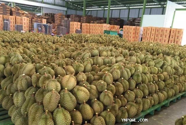 泰國榴蓮對我國的出口量預計將增長12%加劇了市場競爭